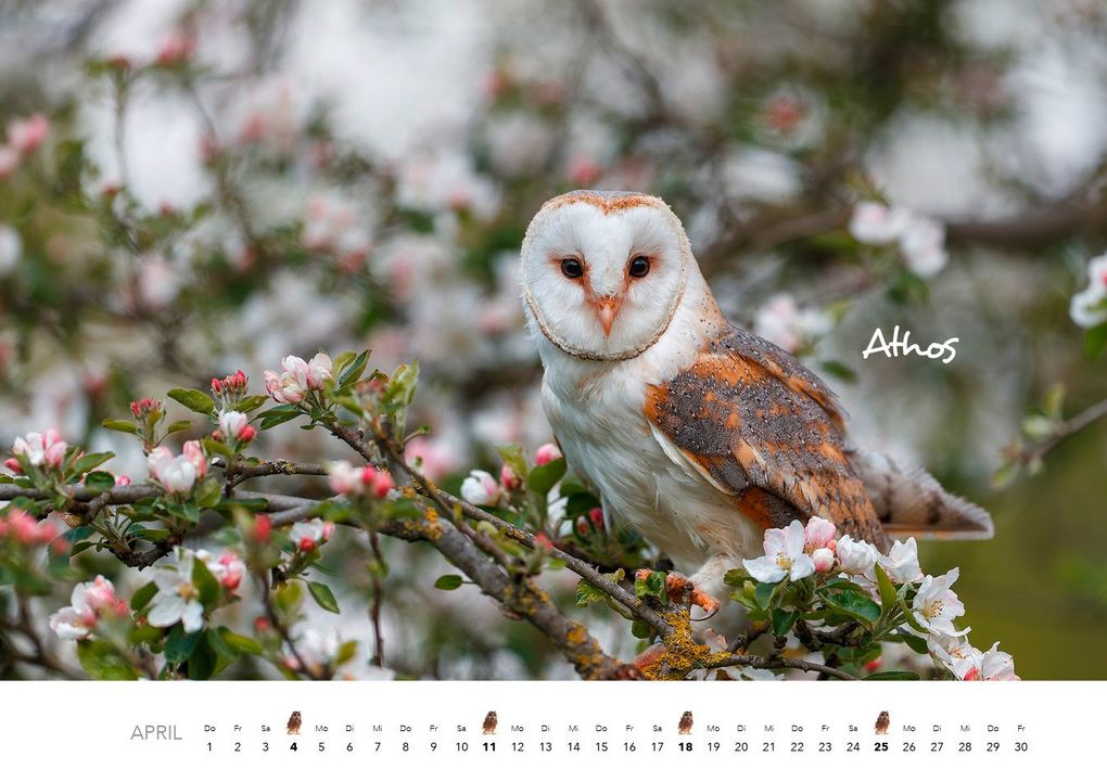 Weitere Ansicht: Eulen Kalender 2027 | J. -L. Hubert Klein