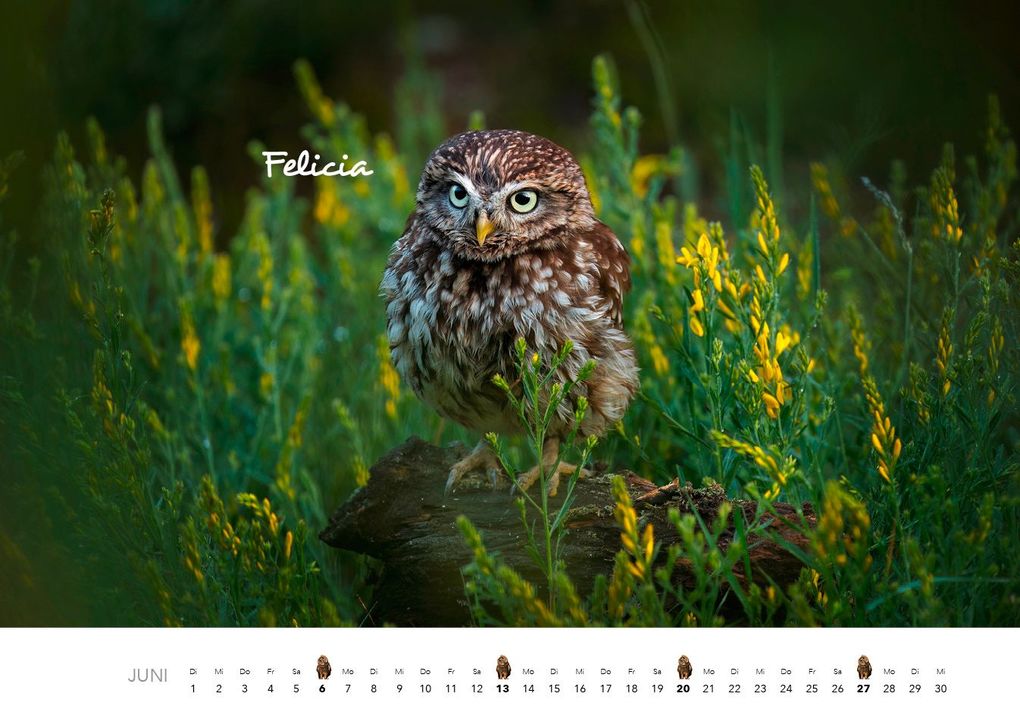 Weitere Ansicht: Eulen Kalender 2027 | J. -L. Hubert Klein