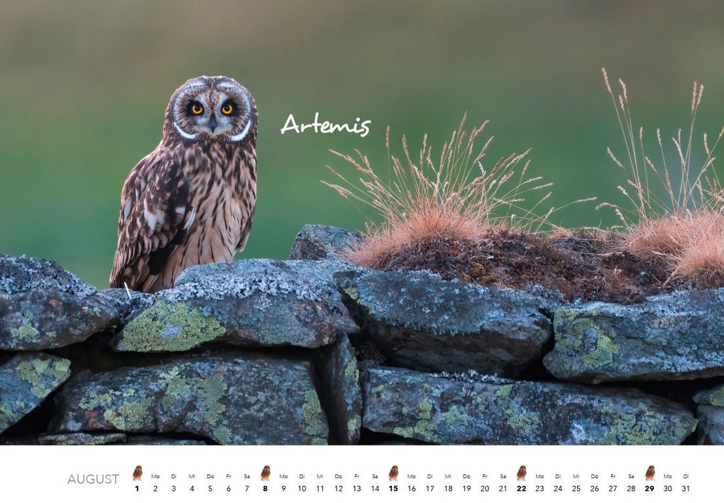 Weitere Ansicht: Eulen Kalender 2027 | J. -L. Hubert Klein