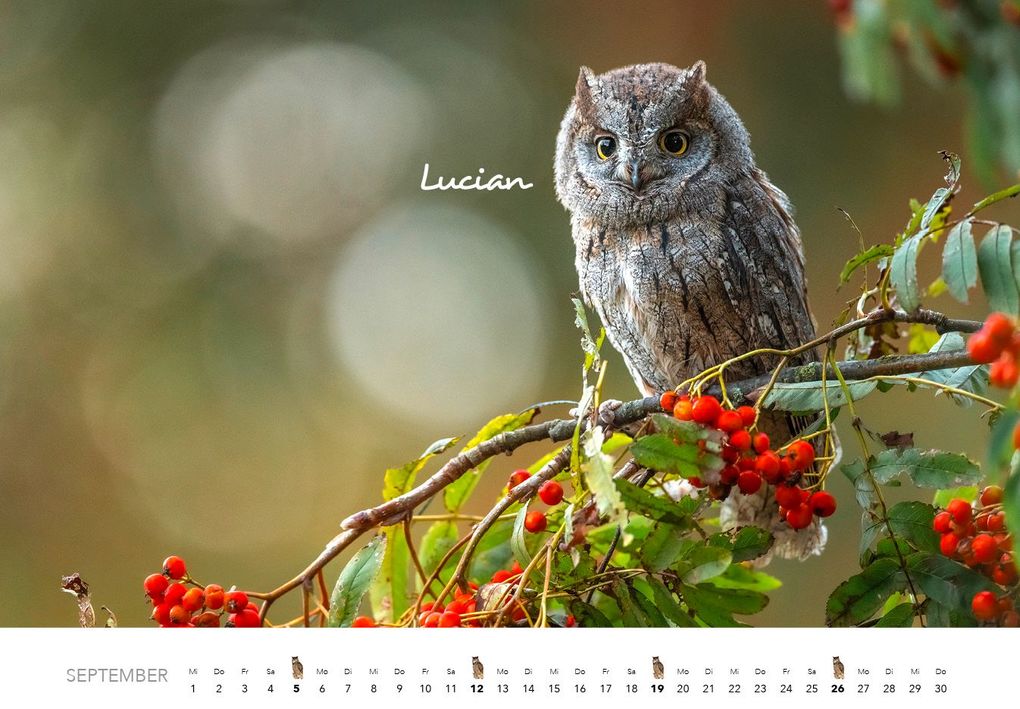 Weitere Ansicht: Eulen Kalender 2027 | J. -L. Hubert Klein