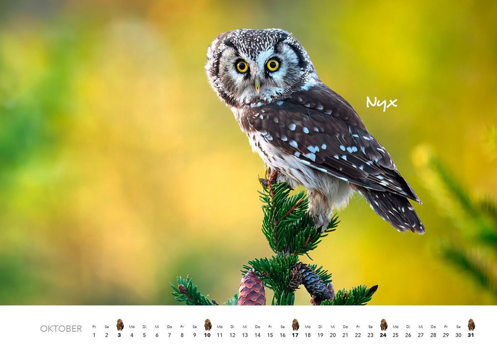 Weitere Ansicht: Eulen Kalender 2027 | J. -L. Hubert Klein