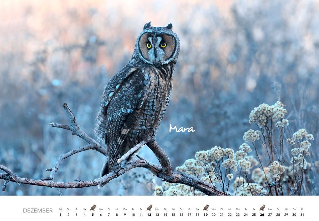 Weitere Ansicht: Eulen Kalender 2027 | J. -L. Hubert Klein