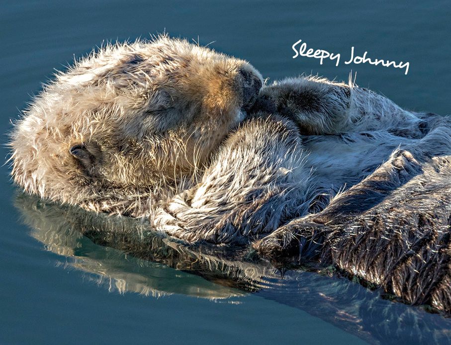 Weitere Ansicht: Otter Kalender 2027 Wandkalender Eintragkalender