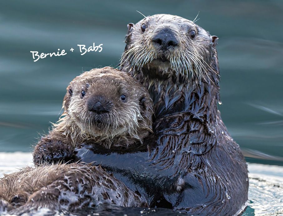 Weitere Ansicht: Otter Kalender 2027 Wandkalender Eintragkalender