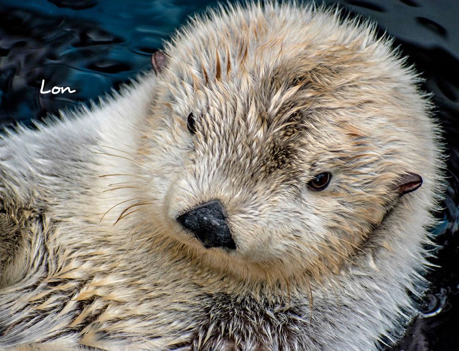 Weitere Ansicht: Otter Kalender 2027 Wandkalender Eintragkalender