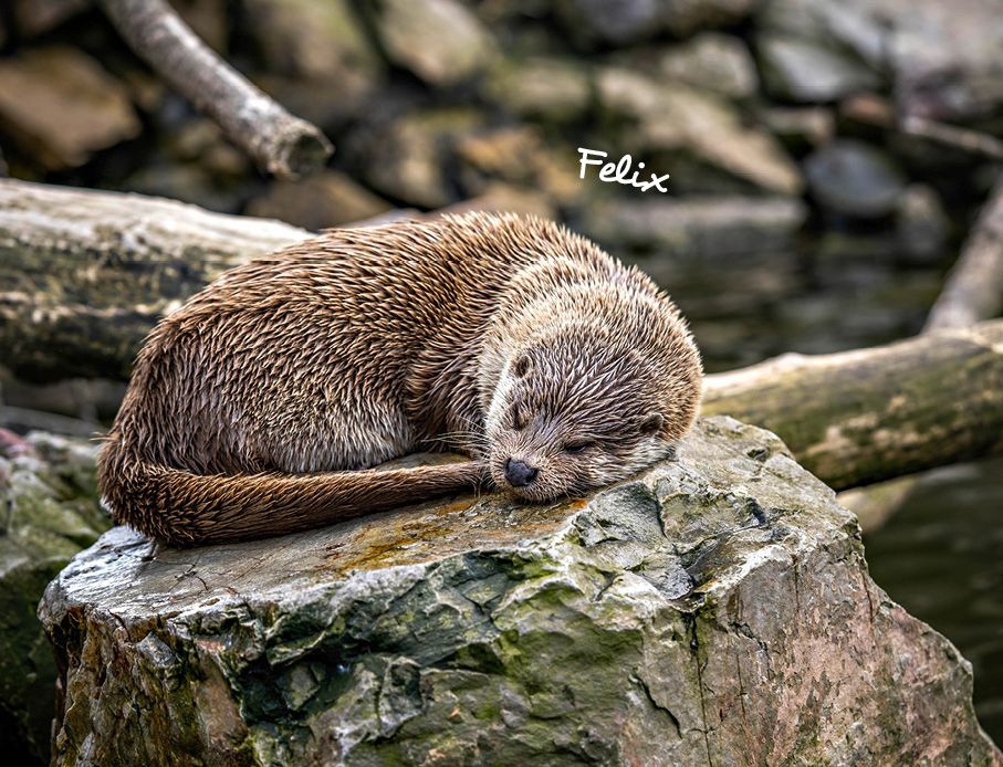 Weitere Ansicht: Otter Kalender 2027 Wandkalender Eintragkalender
