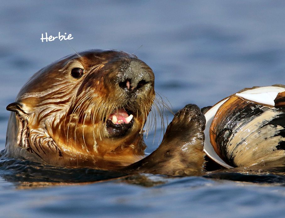 Weitere Ansicht: Otter Kalender 2027 Wandkalender Eintragkalender