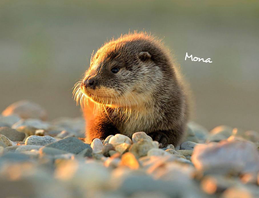 Weitere Ansicht: Otter Kalender 2027 Wandkalender Eintragkalender