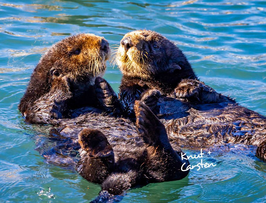 Weitere Ansicht: Otter Kalender 2027 Wandkalender Eintragkalender