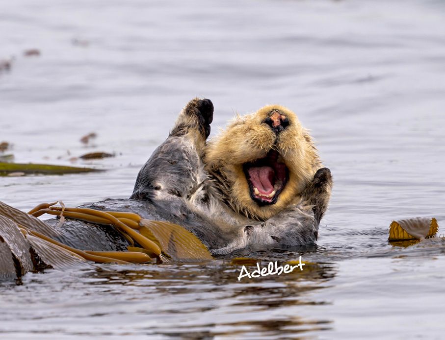 Weitere Ansicht: Otter Kalender 2027 Wandkalender Eintragkalender