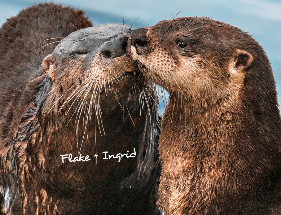 Weitere Ansicht: Otter Kalender 2027 Wandkalender Eintragkalender