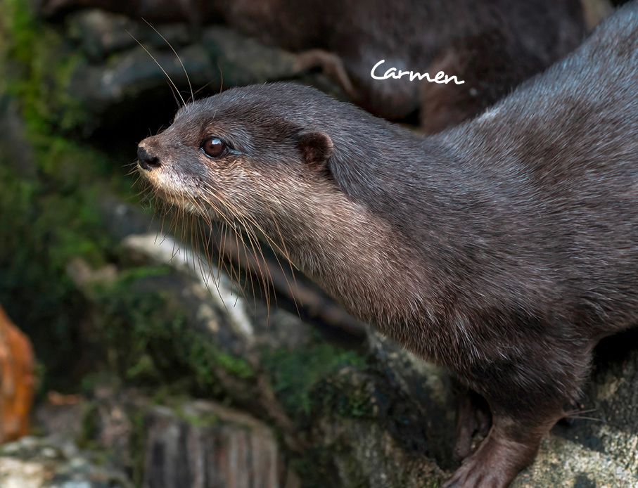 Weitere Ansicht: Otter Kalender 2027 Wandkalender Eintragkalender