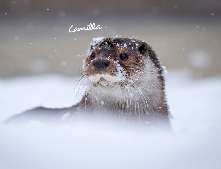 Weitere Ansicht: Otter Kalender 2027 Wandkalender Eintragkalender