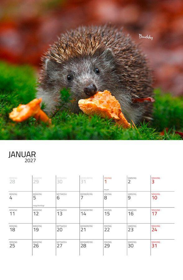 Weitere Ansicht: Igel 2027 Eintragkalender