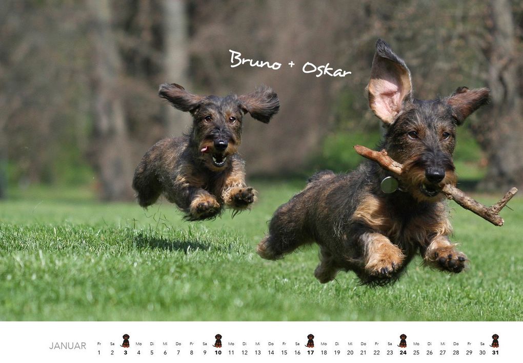 Weitere Ansicht: Dackel 2027 Wandkalender