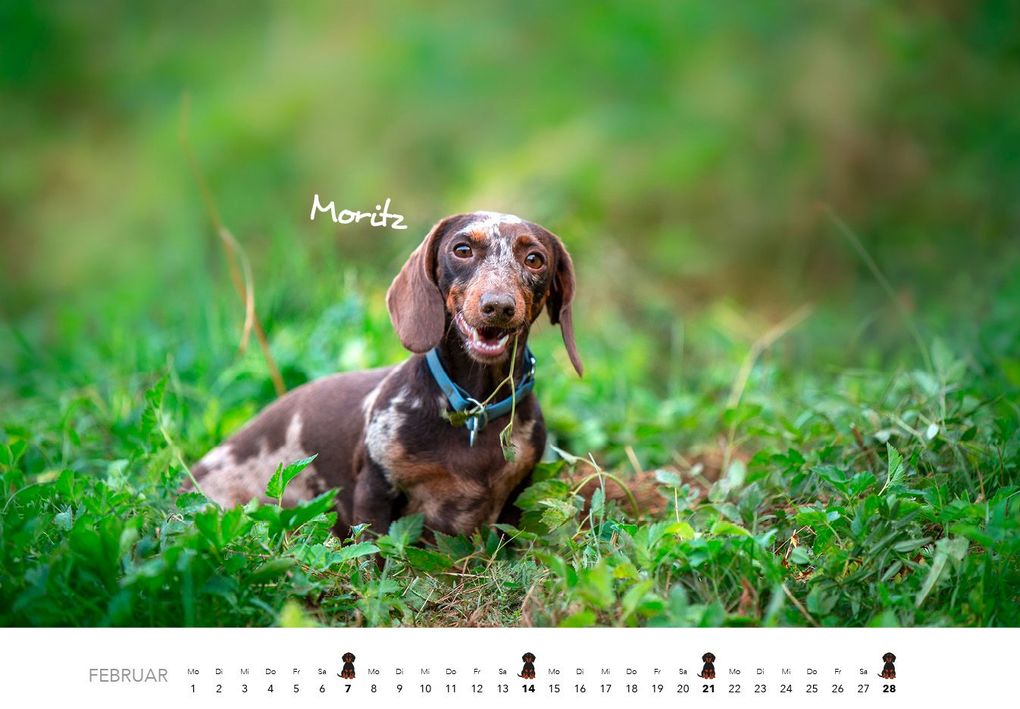 Weitere Ansicht: Dackel 2027 Wandkalender