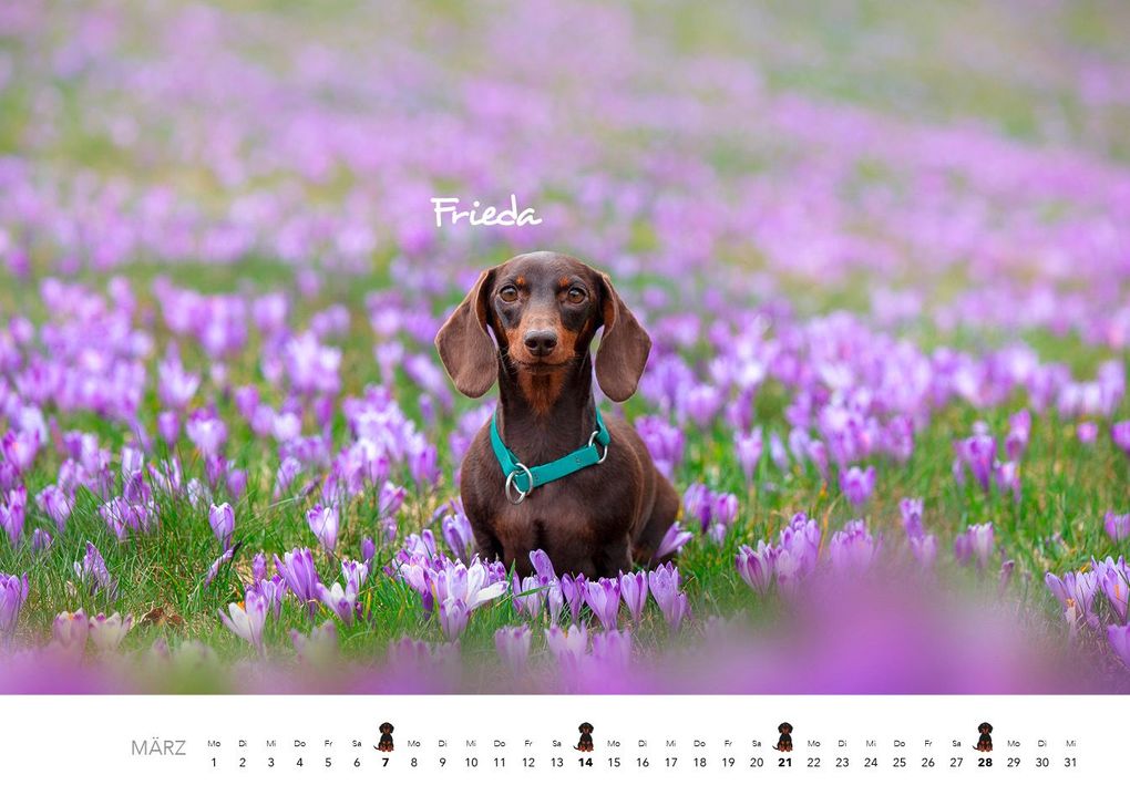 Weitere Ansicht: Dackel 2027 Wandkalender