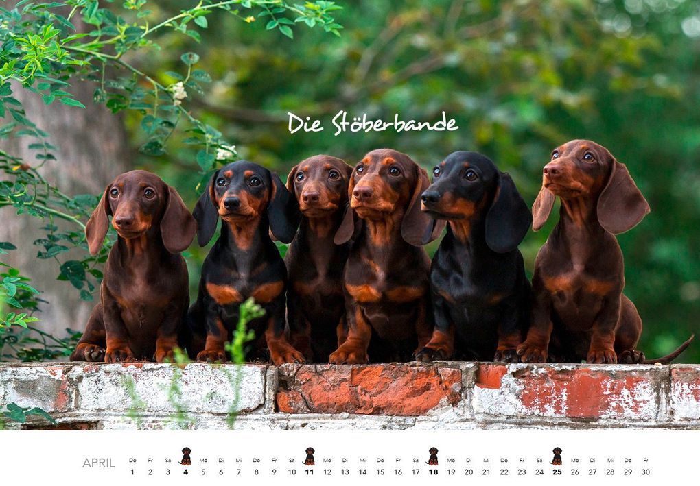 Weitere Ansicht: Dackel 2027 Wandkalender