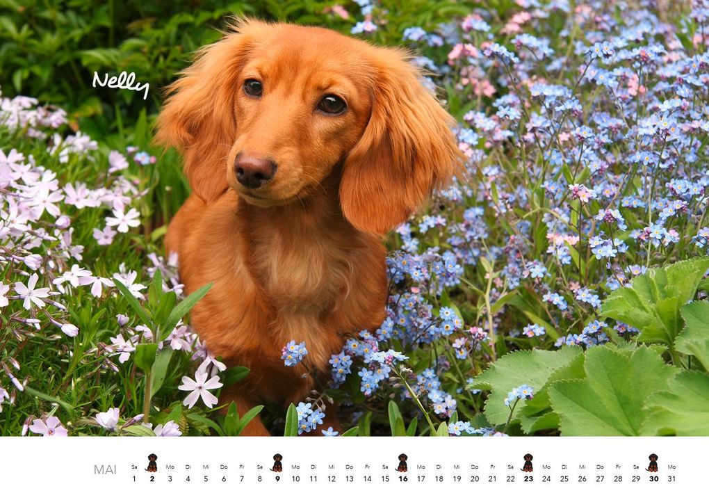 Weitere Ansicht: Dackel 2027 Wandkalender