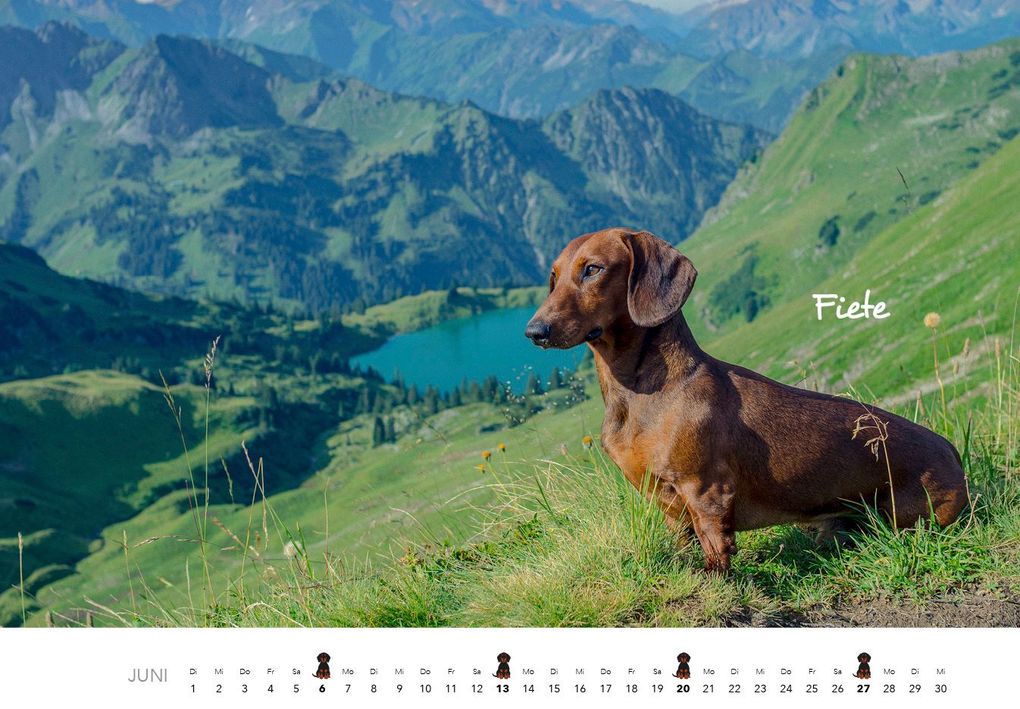 Weitere Ansicht: Dackel 2027 Wandkalender