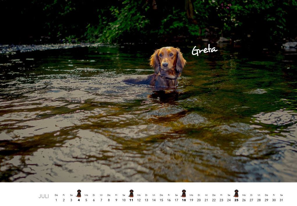 Weitere Ansicht: Dackel 2027 Wandkalender