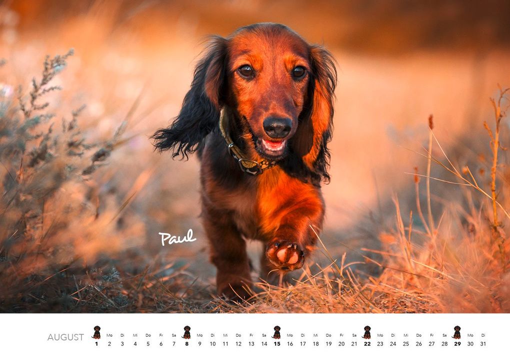 Weitere Ansicht: Dackel 2027 Wandkalender