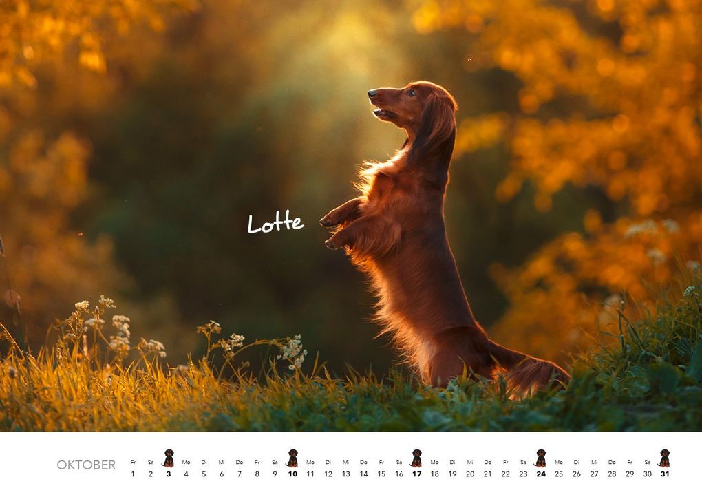 Weitere Ansicht: Dackel 2027 Wandkalender