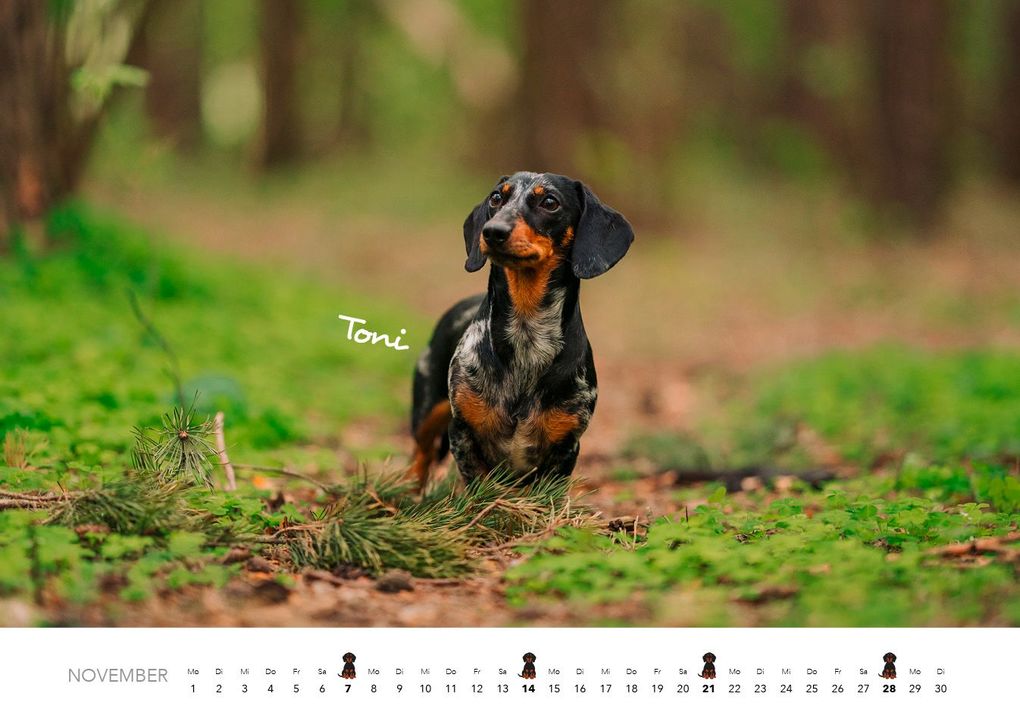 Weitere Ansicht: Dackel 2027 Wandkalender