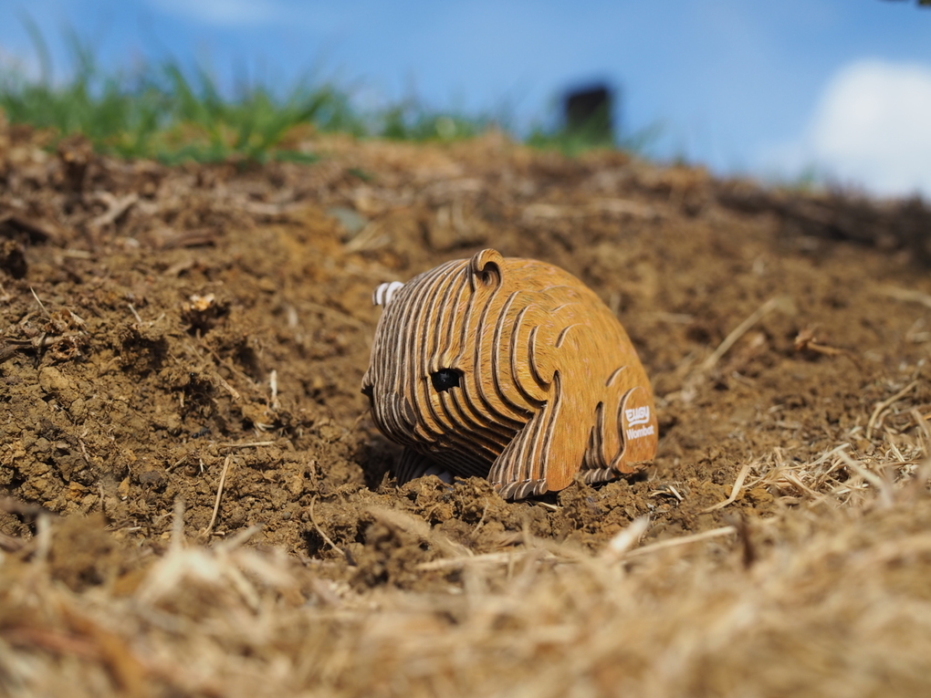 Weitere Ansicht: EUGY - 3D Bastelset Wombat