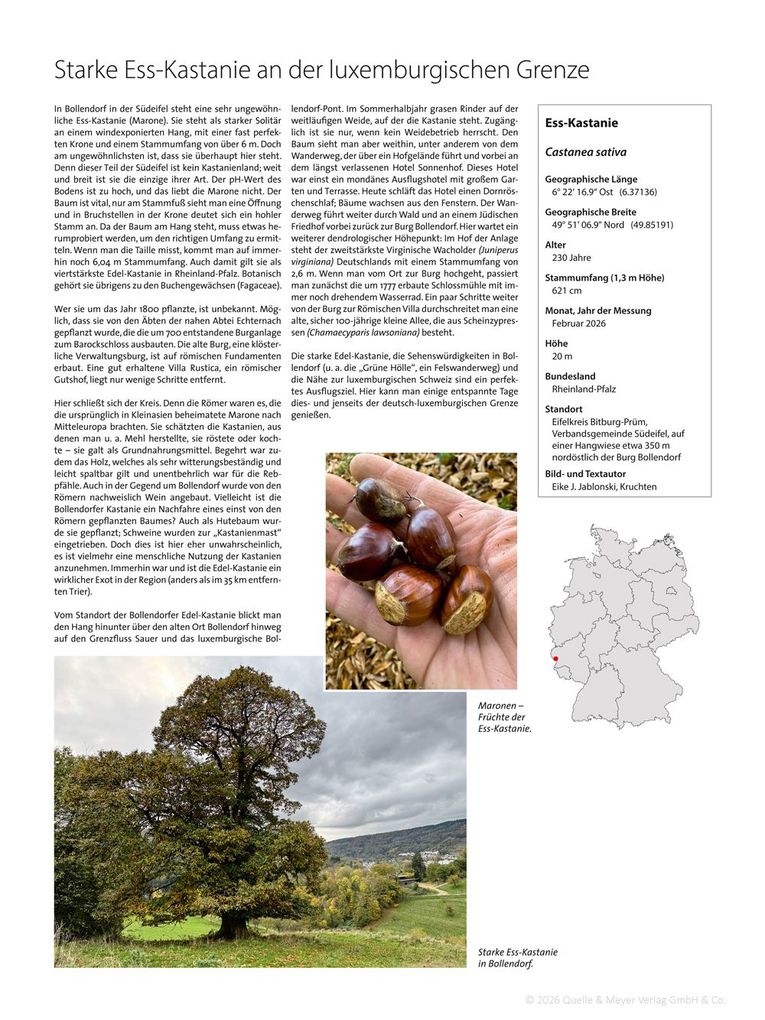 Weitere Ansicht: Charakter-Bäume 2027