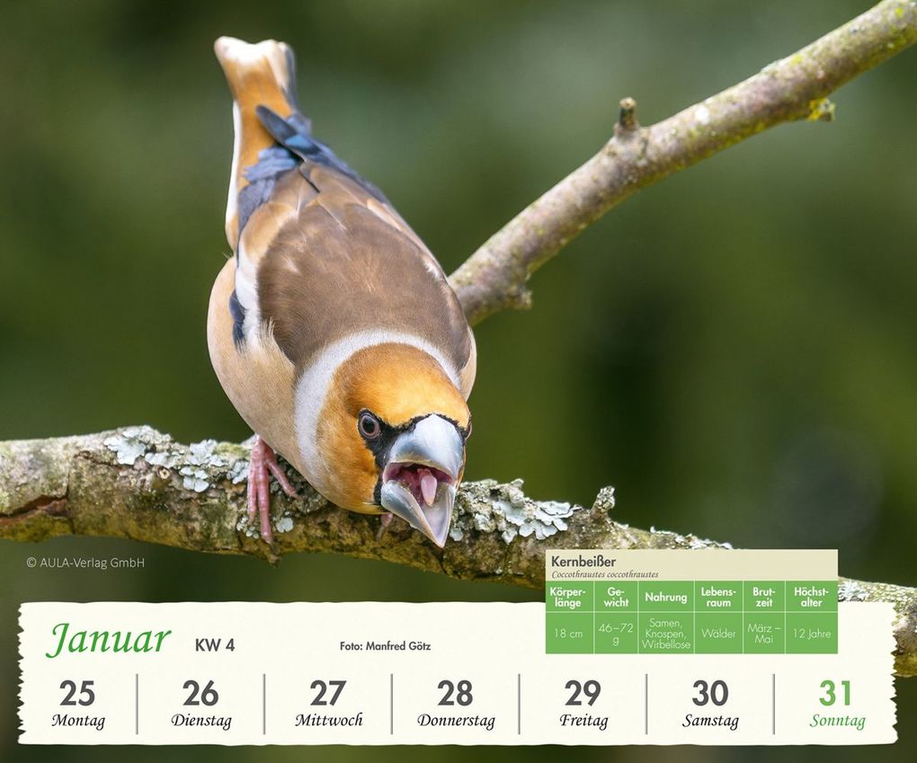Weitere Ansicht: Heimische Vögel 2027 - Wochenkalender