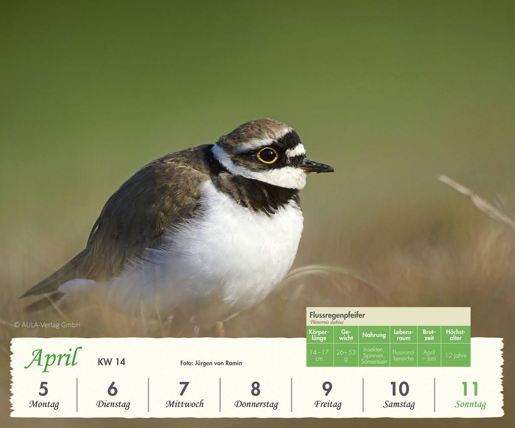 Weitere Ansicht: Heimische Vögel 2027 - Wochenkalender