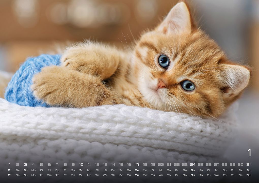 Weitere Ansicht: Miau Kids - kleine Tiger ganz groß - Der Katzenkalender - 2027 - Kalender DIN A2