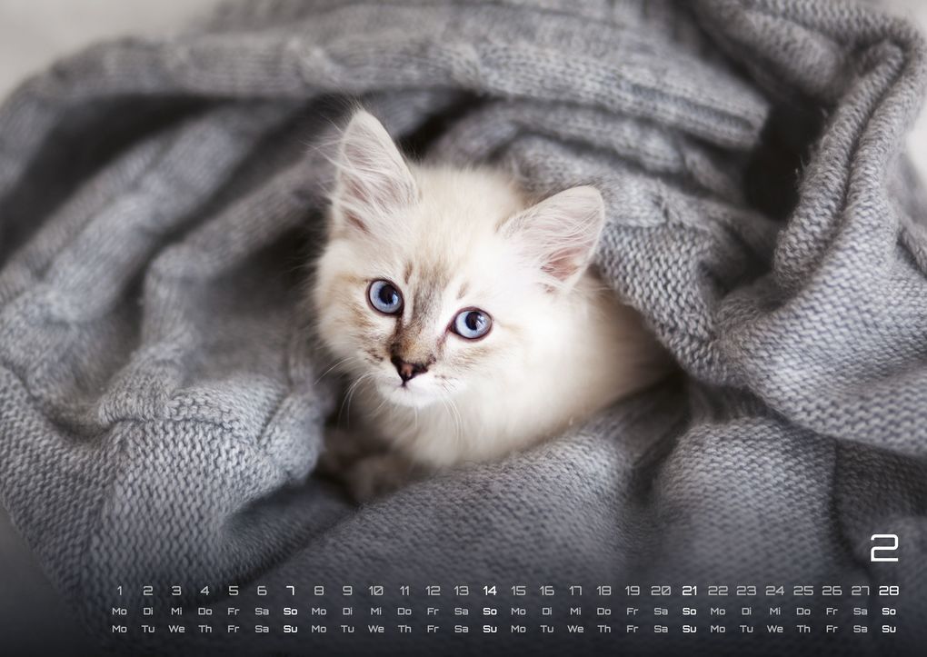 Weitere Ansicht: Miau Kids - kleine Tiger ganz groß - Der Katzenkalender - 2027 - Kalender DIN A2
