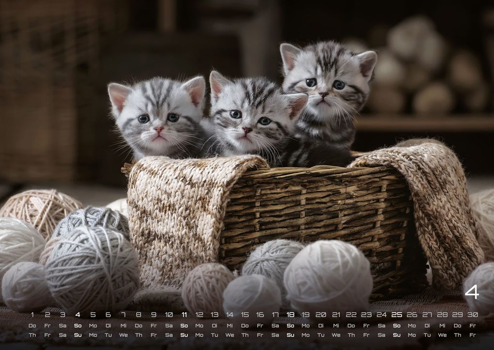 Weitere Ansicht: Miau Kids - kleine Tiger ganz groß - Der Katzenkalender - 2027 - Kalender DIN A2