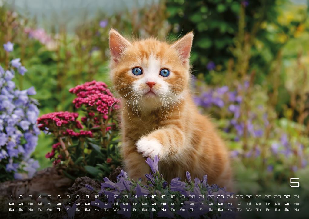 Weitere Ansicht: Miau Kids - kleine Tiger ganz groß - Der Katzenkalender - 2027 - Kalender DIN A2