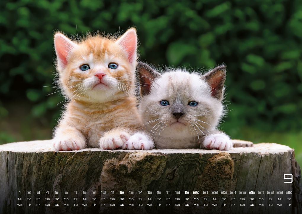 Weitere Ansicht: Miau Kids - kleine Tiger ganz groß - Der Katzenkalender - 2027 - Kalender DIN A2