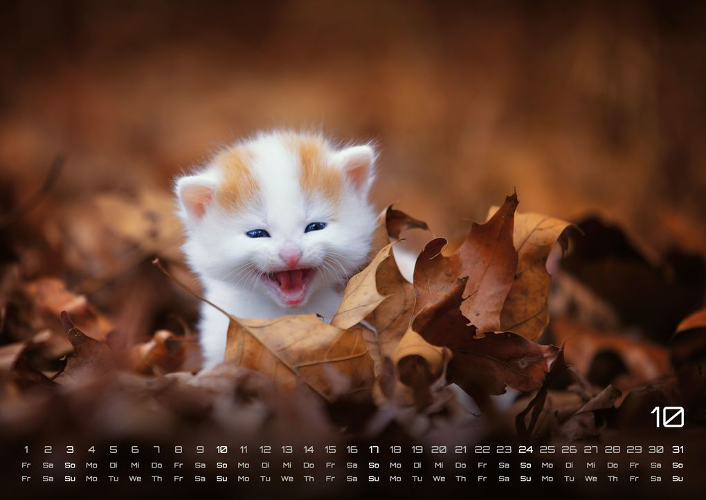Weitere Ansicht: Miau Kids - kleine Tiger ganz groß - Der Katzenkalender - 2027 - Kalender DIN A2