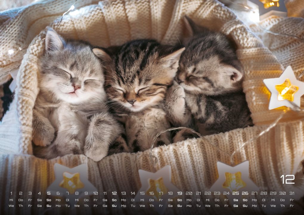 Weitere Ansicht: Miau Kids - kleine Tiger ganz groß - Der Katzenkalender - 2027 - Kalender DIN A2