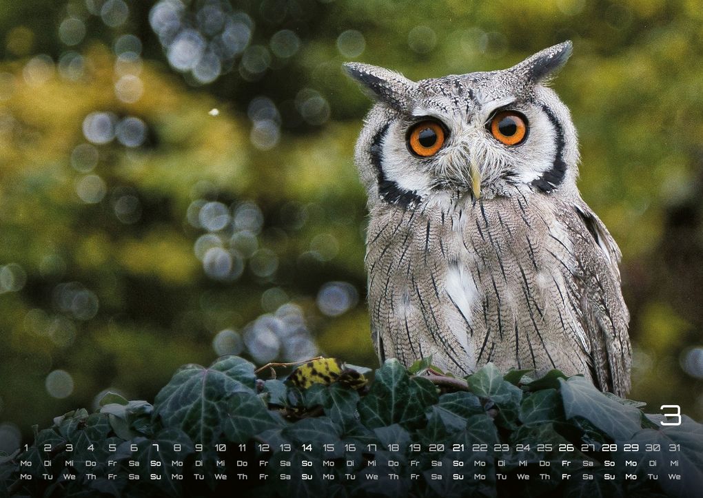 Weitere Ansicht: Eulen - Wächter der Nacht - 2027 - Kalender DIN A2