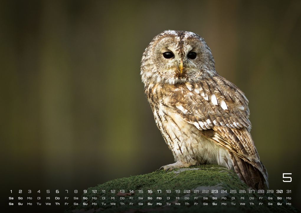 Weitere Ansicht: Eulen - Wächter der Nacht - 2027 - Kalender DIN A2