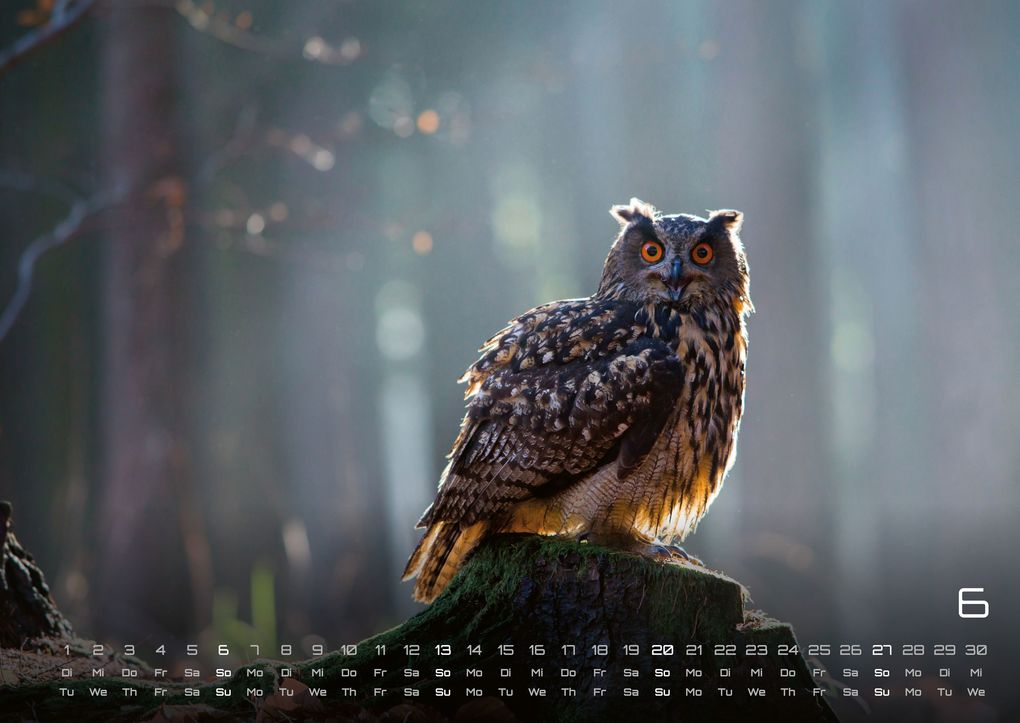 Weitere Ansicht: Eulen - Wächter der Nacht - 2027 - Kalender DIN A2