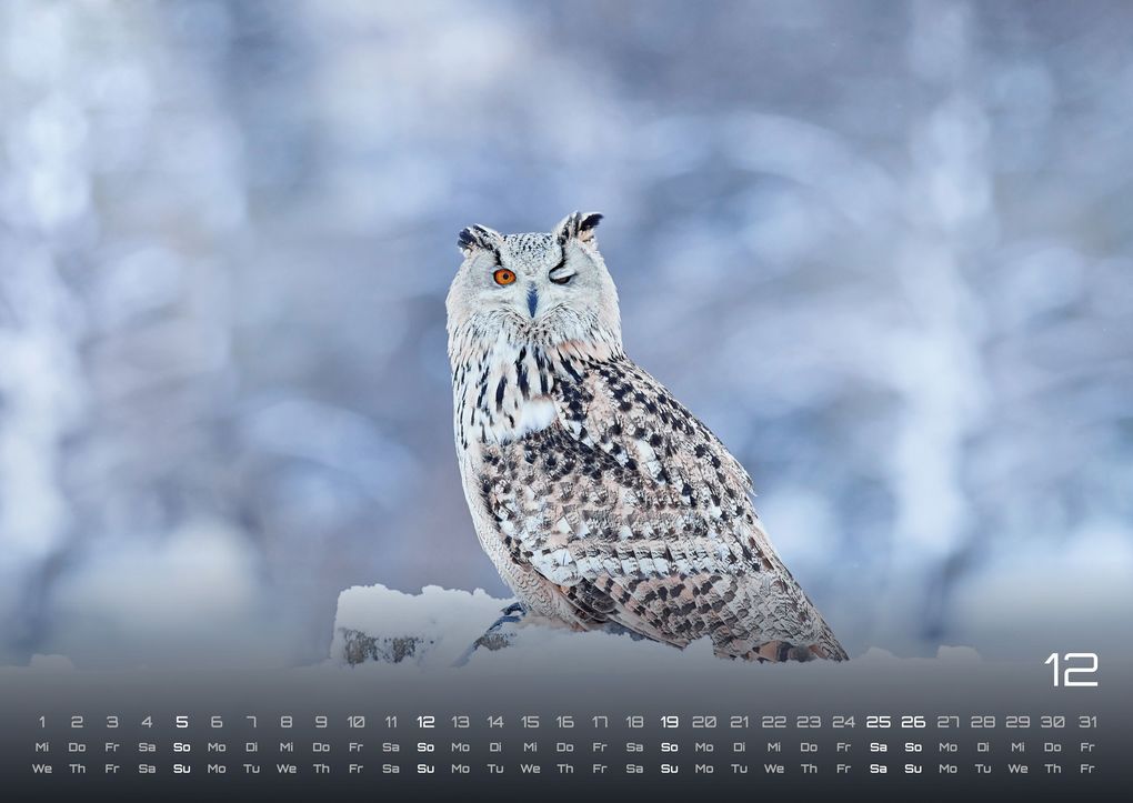 Weitere Ansicht: Eulen - Wächter der Nacht - 2027 - Kalender DIN A2