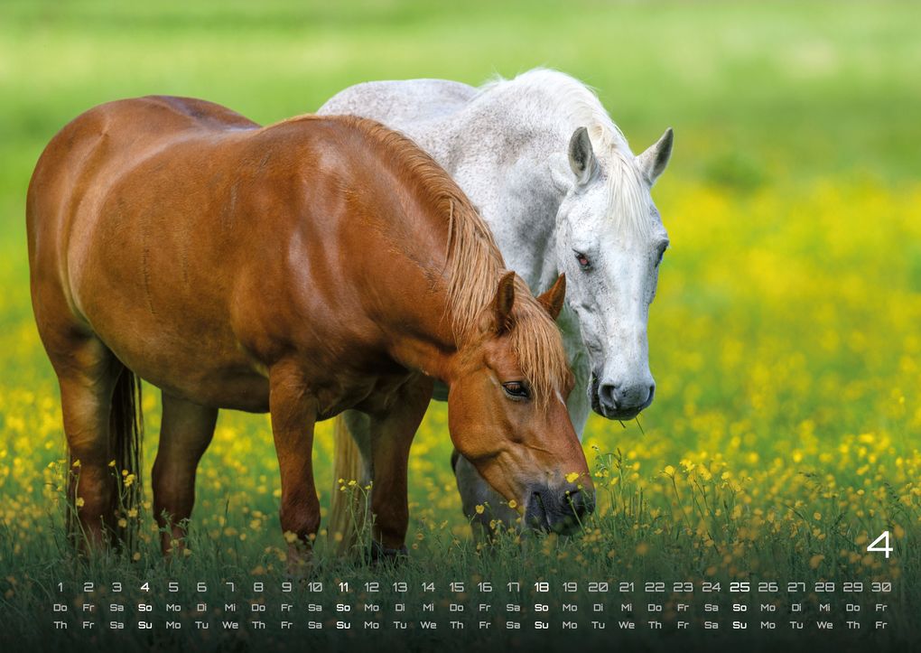 Weitere Ansicht: Pferdegeflüster - Der Pferdekalender - 2027 - Kalender DIN A2
