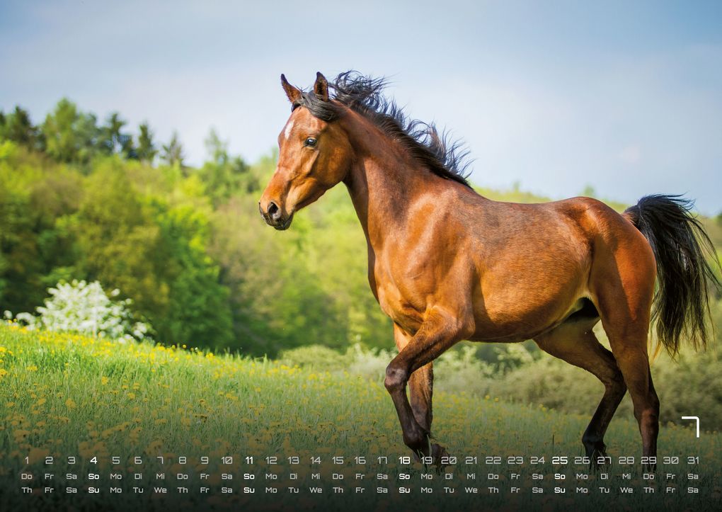 Weitere Ansicht: Pferdegeflüster - Der Pferdekalender - 2027 - Kalender DIN A2