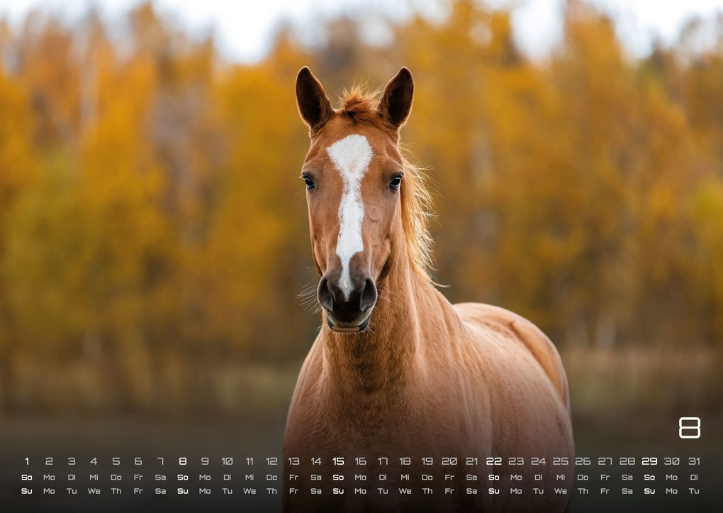 Weitere Ansicht: Pferdegeflüster - Der Pferdekalender - 2027 - Kalender DIN A2