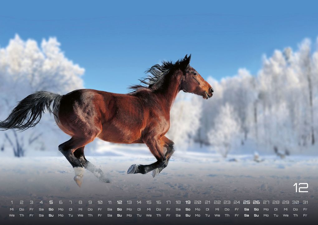 Weitere Ansicht: Pferdegeflüster - Der Pferdekalender - 2027 - Kalender DIN A2
