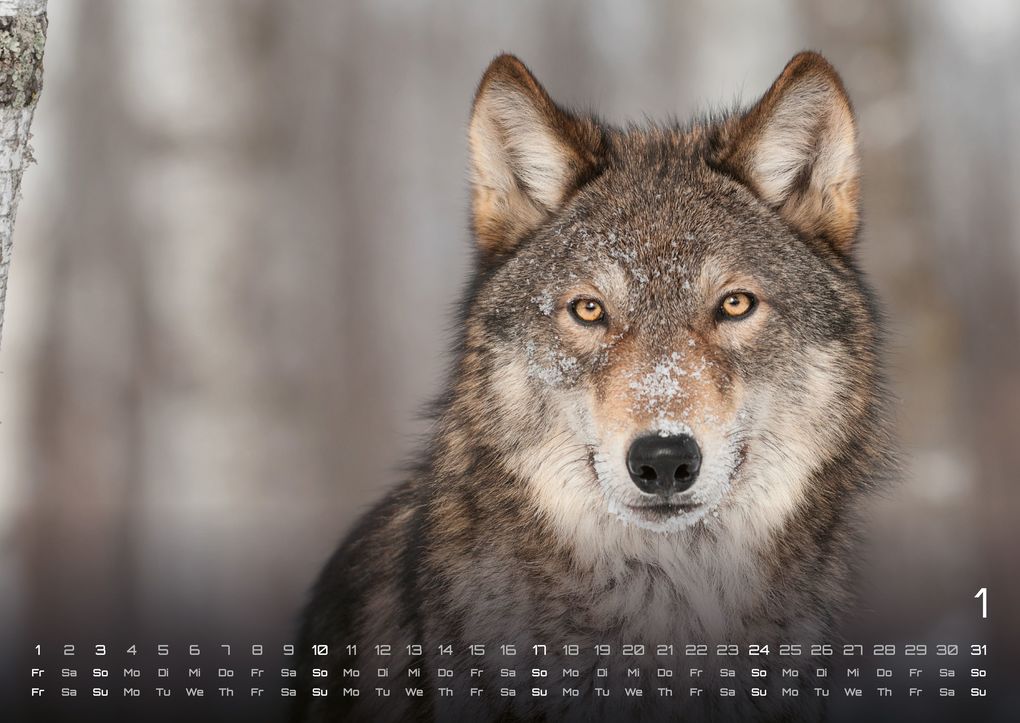 Weitere Ansicht: Wolf - Im Schatten des Waldes - 2027 - Kalender DIN A2