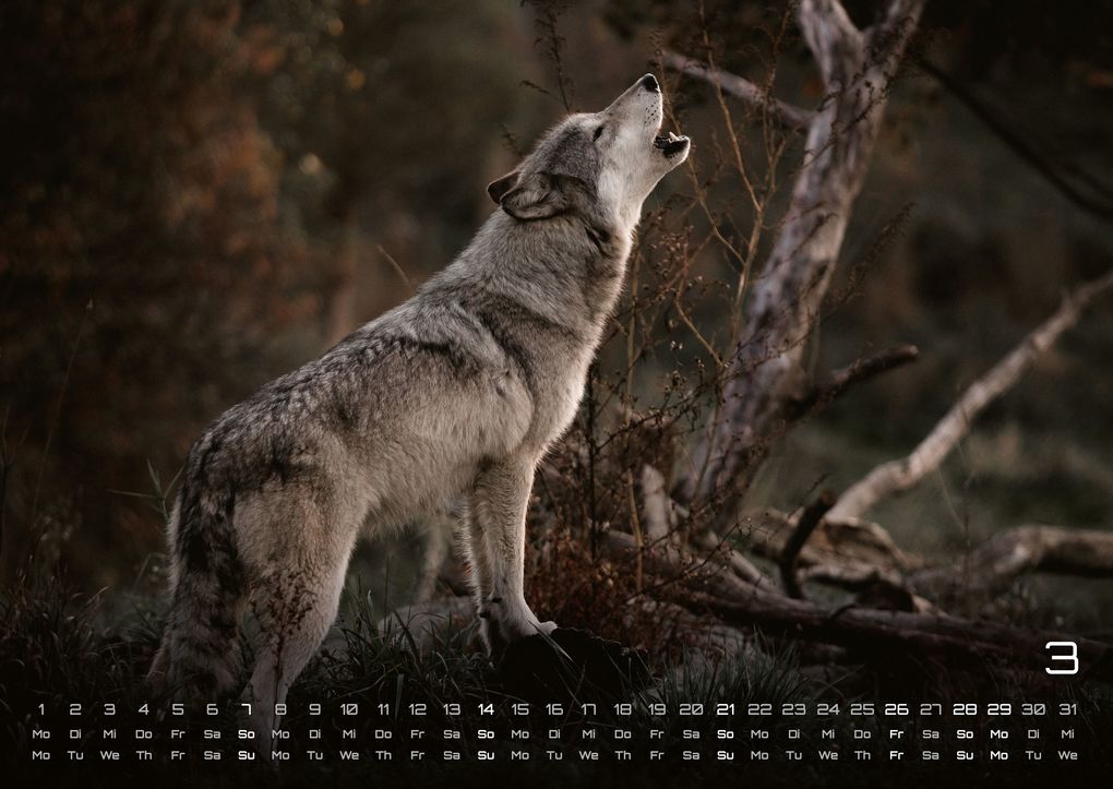 Weitere Ansicht: Wolf - Im Schatten des Waldes - 2027 - Kalender DIN A2