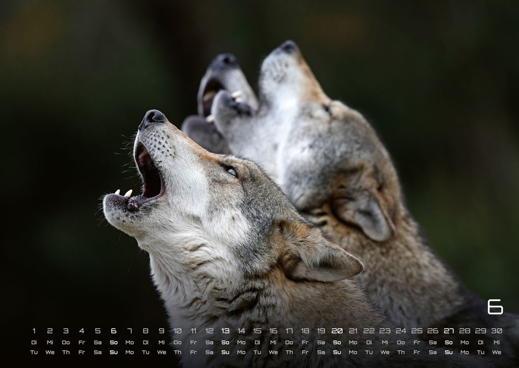 Weitere Ansicht: Wolf - Im Schatten des Waldes - 2027 - Kalender DIN A2